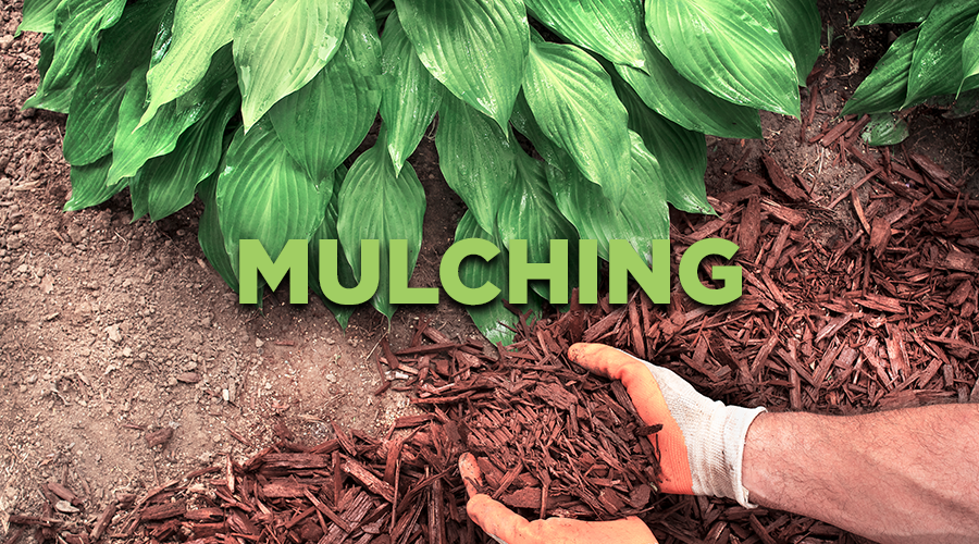 Mulching